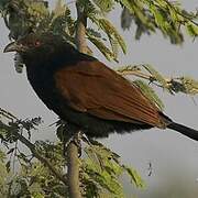 Greater Coucal