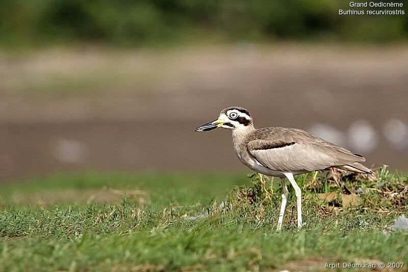 Great Stone-curlewadult post breeding