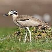 Great Stone-curlew