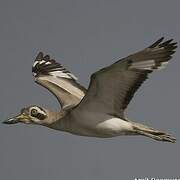 Great Stone-curlew