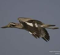 Great Stone-curlew