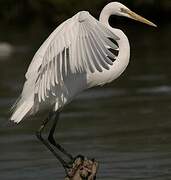 Great Egret