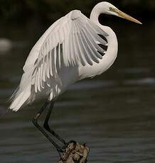 Grande Aigrette