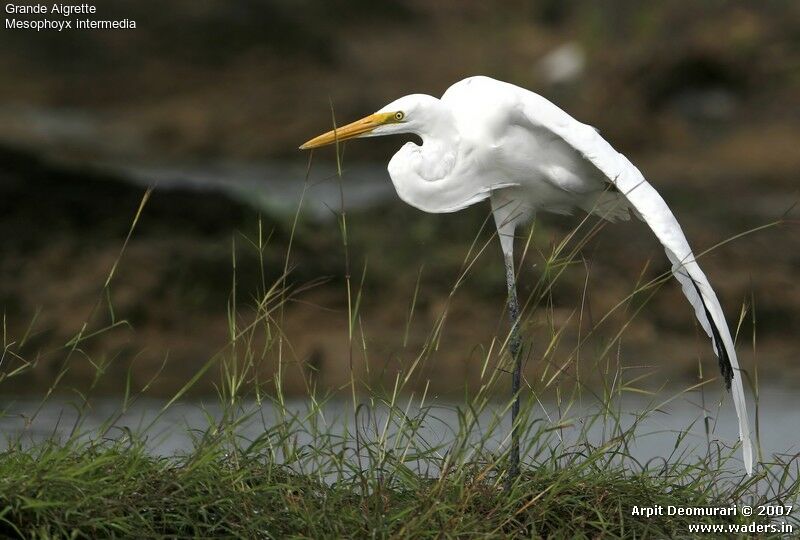 Grande Aigrette