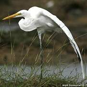 Great Egret