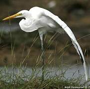 Grande Aigrette