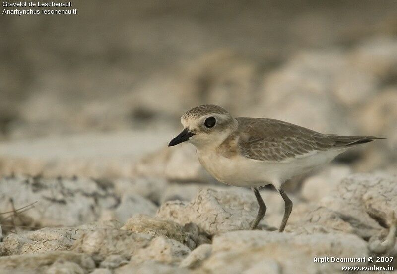 Greater Sand Plover