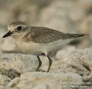 Greater Sand Plover