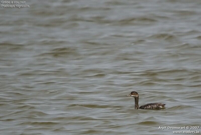 Black-necked Grebe