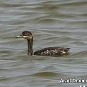 Black-necked Grebe