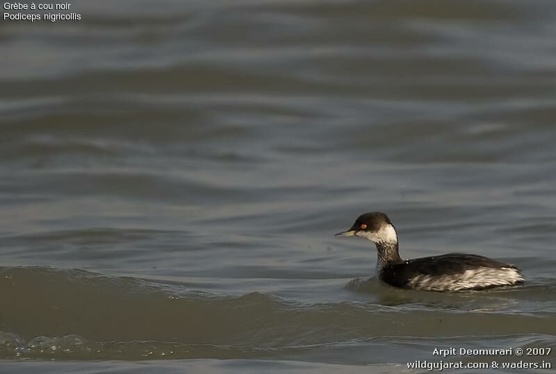 Black-necked Grebe