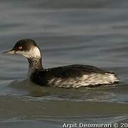 Black-necked Grebe