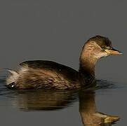 Little Grebe