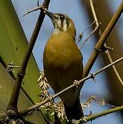 Orange-headed Thrush