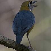 Orange-headed Thrush