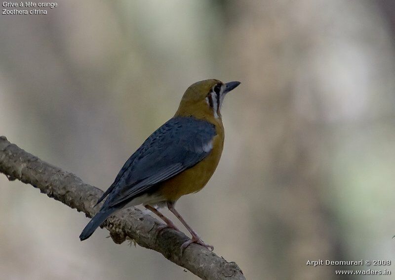 Orange-headed Thrush