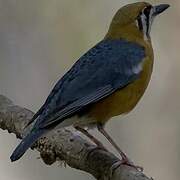 Orange-headed Thrush