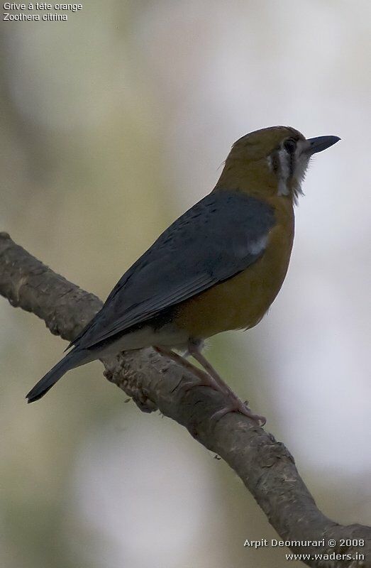 Orange-headed Thrush