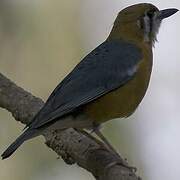 Orange-headed Thrush