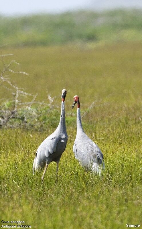 Sarus Crane