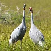 Sarus Crane