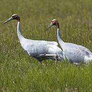 Sarus Crane