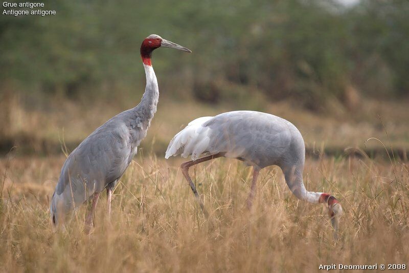 Sarus Crane adult post breeding, identification