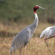 Sarus Crane