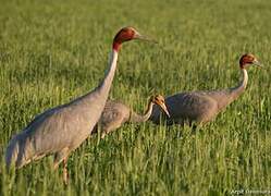 Sarus Crane