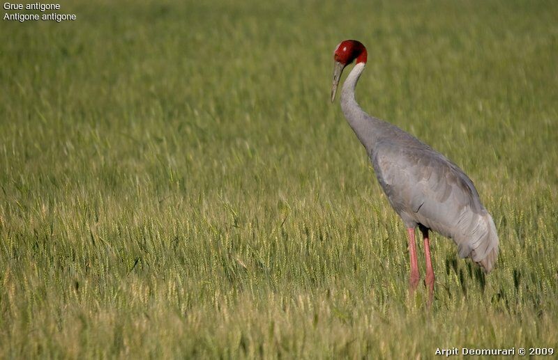 Sarus Crane male adult breeding