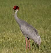 Sarus Crane