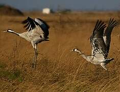 Common Crane