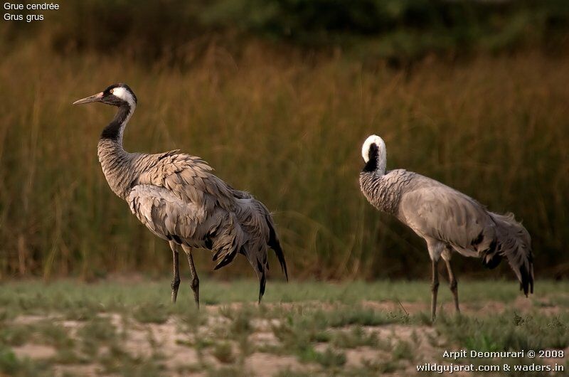 Common Crane adult post breeding