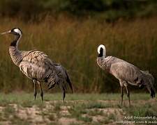 Common Crane