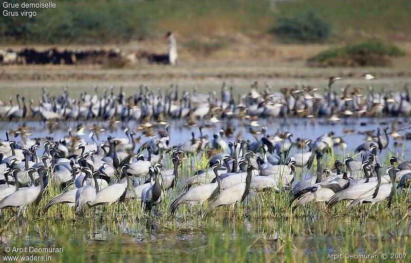 Demoiselle Crane