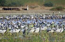 Demoiselle Crane