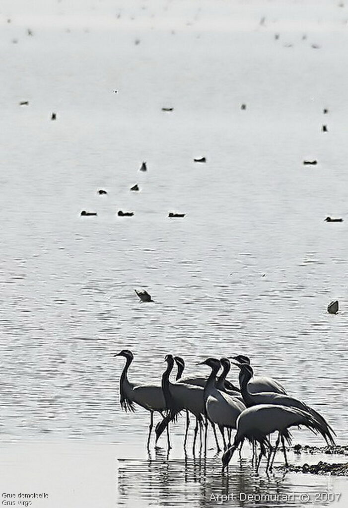 Demoiselle Crane