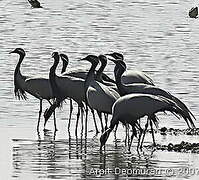 Demoiselle Crane