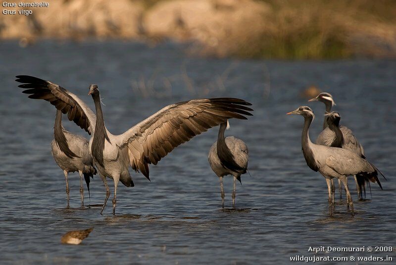 Demoiselle Crane