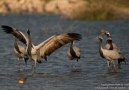 Demoiselle Crane