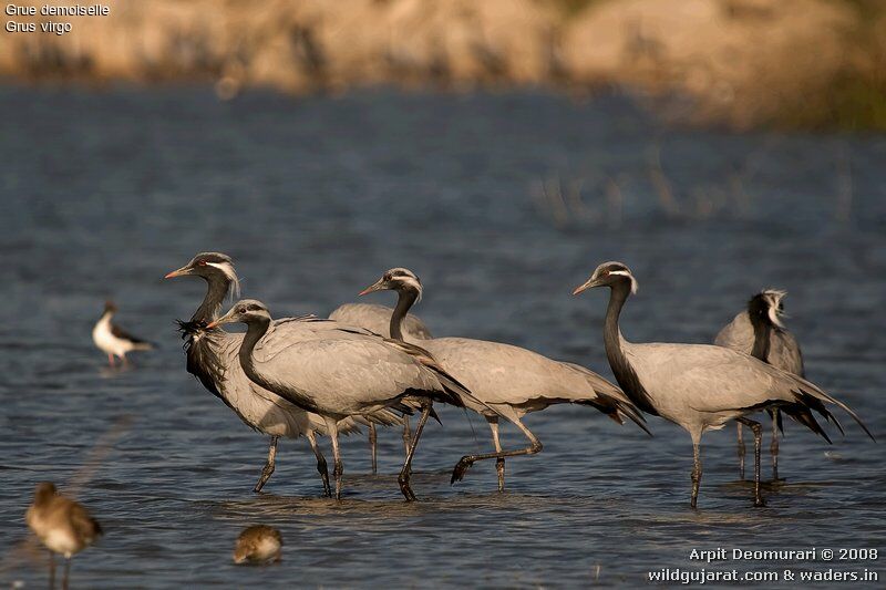 Demoiselle Crane