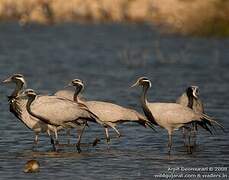 Demoiselle Crane