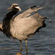 Demoiselle Crane