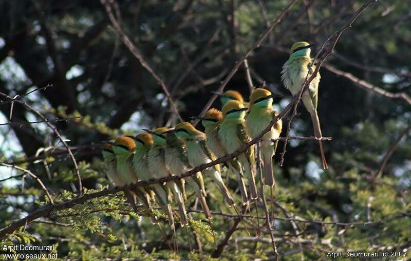 Asian Green Bee-eater, habitat, Behaviour