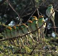 Asian Green Bee-eater