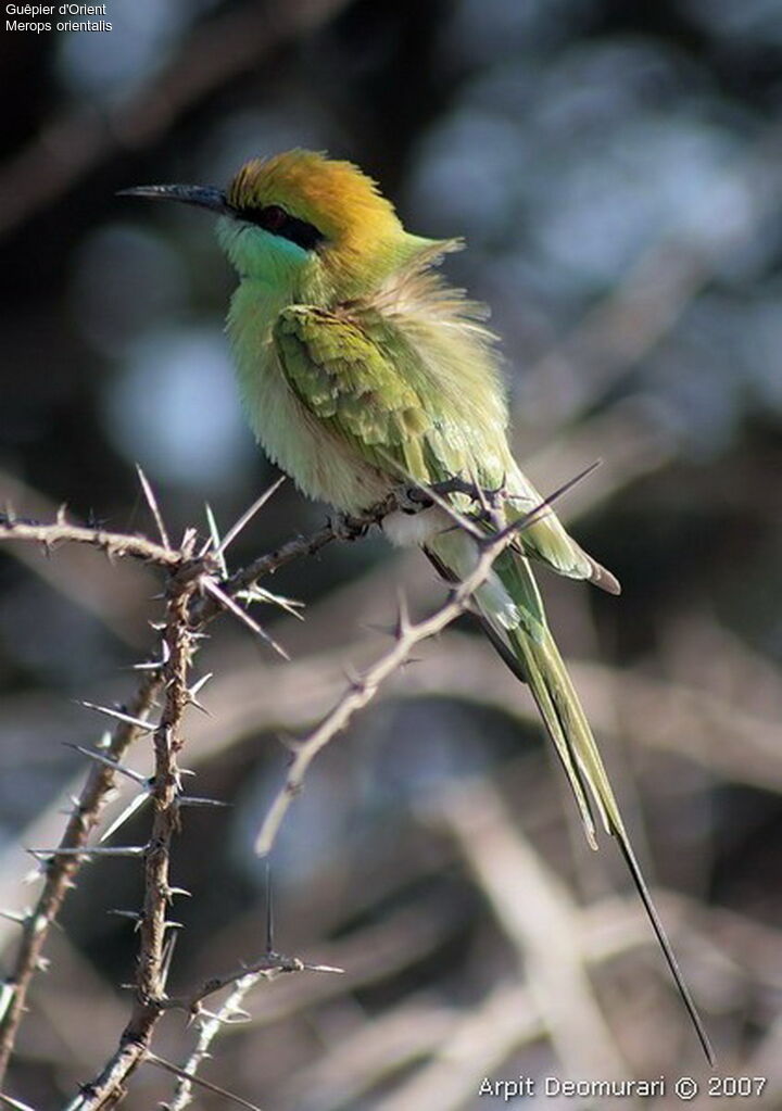 Green Bee-eater