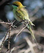 Asian Green Bee-eater