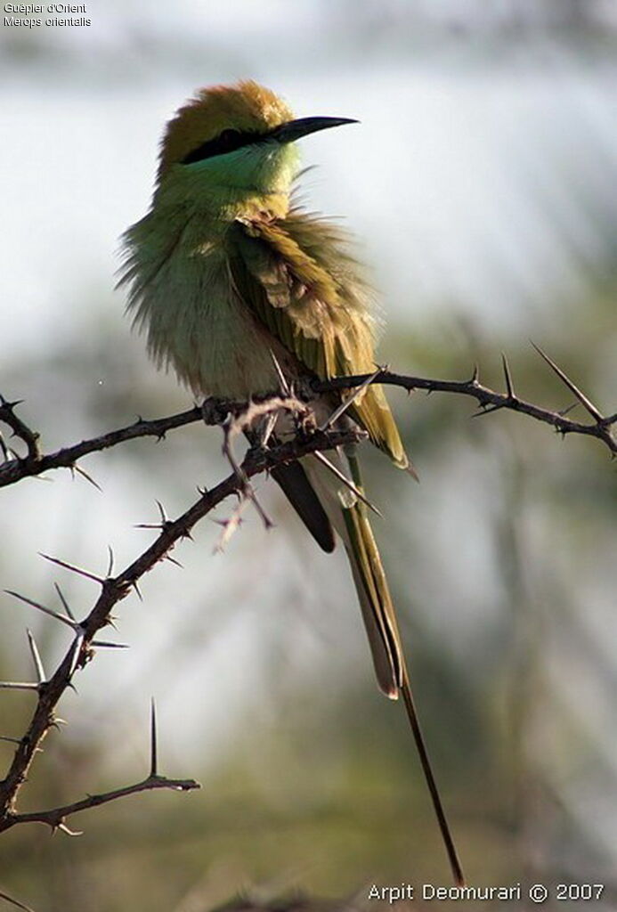 Asian Green Bee-eater