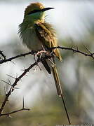 Green Bee-eater