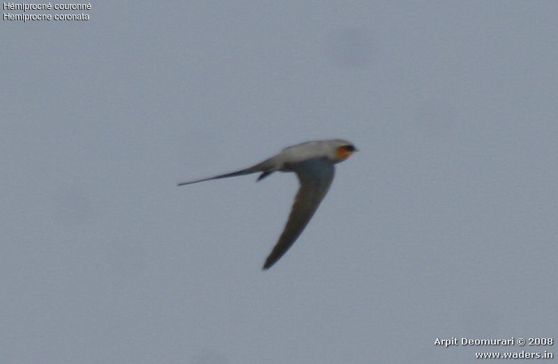 Crested Treeswift